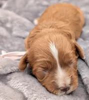 Brooklyn 💜, a female Cavapoo for sale in Meta, MO – Photo 5 of 10