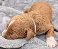 Brooklyn 💜, a female Cavapoo for sale in Meta, MO – Photo 9 of 10