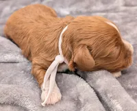 Brooklyn 💜, a female Cavapoo for sale in Meta, MO – Photo 6 of 10
