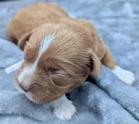 Brooklyn 💜, a female Cavapoo for sale in Meta, MO – Photo 7 of 10