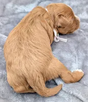 Brooklyn 💜, a female Cavapoo for sale in Meta, MO – Photo 10 of 10