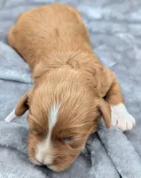 Brooklyn 💜, a female Cavapoo for sale in Meta, MO – Photo 8 of 10