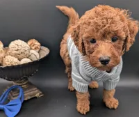 Blueberry 🫐, a male Poodle - Toy  for sale in Meta, MO – 9 of 10