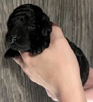 Simba ❤️, a male Poodle - Miniature  for sale in Meta, MO – 8 of 10