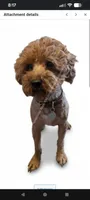 All Spice 🤎, a male Poodle - Toy  for sale in Meta, MO – 7 of 9