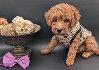 Grape 🍇, a female Poodle - Toy  for sale in Meta, MO – 4 of 10