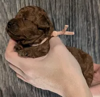 Nala 🩷, a female Poodle - Miniature  for sale in Meta, MO – 2 of 10