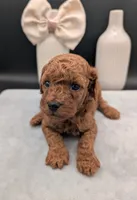 Sophia 🩷, a female Poodle - Miniature  for sale in Meta, MO – 7 of 10