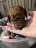 Woody 🤎, a male Poodle - Miniature  for sale in Meta, MO – 8 of 10