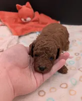 Bo Peep 🩷, a female Poodle - Miniature  for sale in Meta, MO – 3 of 10