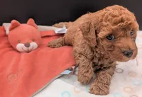 Pixie 🩷, a female Poodle - Toy  for sale in Meta, MO – 4 of 10