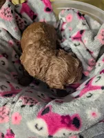 Buzz 🤍, a male Poodle - Miniature  for sale in Meta, MO – 10 of 10