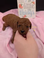 Jessie 💛, a female Poodle - Miniature  for sale in Meta, MO – 2 of 10