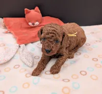 Jessie 💛, a female Poodle - Miniature  for sale in Meta, MO – 6 of 10