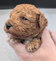 Snoopy 🖤, a male Poodle - Miniature  for sale in Meta, MO – 6 of 10