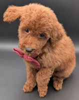 Cinnamon ♥️, a female Poodle - Toy  for sale in Meta, MO – 9 of 10