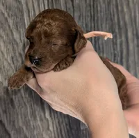 Nala 🩷, a female Poodle - Miniature  for sale in Meta, MO – 3 of 10