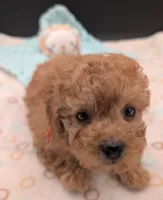Bamm Bamm 🧡, a male Poodle - Toy  for sale in Meta, MO – 8 of 10