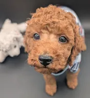 Buzz 🤍, a male Poodle - Miniature  for sale in Meta, MO – 8 of 10