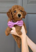 Grape 🍇, a female Poodle - Toy  for sale in Meta, MO – 7 of 10