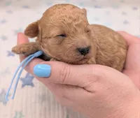 Fred 🩵, a  Poodle - Toy  for sale in Meta, MO – Photo 2 of 10