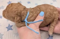 Fred 🩵, a  Poodle - Toy  for sale in Meta, MO – Photo 3 of 10