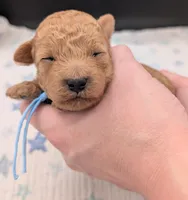 Fred 🩵, a  Poodle - Toy  for sale in Meta, MO – Photo 6 of 10