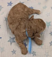 Fred 🩵, a  Poodle - Toy  for sale in Meta, MO – Photo 10 of 10