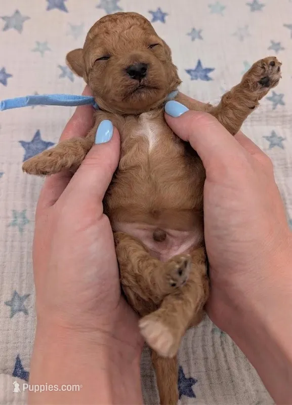 Fred 🩵 – Poodle - Toy  puppy for sale in Meta, MO