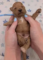 Fred 🩵, a  Poodle - Toy  for sale in Meta, MO – Photo 1 of 10