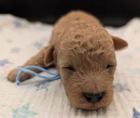 Fred 🩵, a  Poodle - Toy  for sale in Meta, MO – Photo 9 of 10