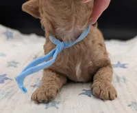 Fred 🩵, a  Poodle - Toy  for sale in Meta, MO – Photo 5 of 10
