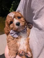 Nathan 🩶, a male Cavapoo for sale in Meta, MO – 7 of 10