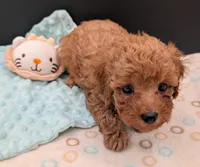 Green 🍏, a male Poodle - Toy  for sale in Meta, MO – 4 of 10