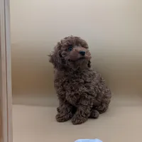 Olivia 🤍, a female Poodle - Miniature  for sale in Meta, MO – Photo 5 of 10