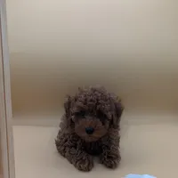 Olivia 🤍, a female Poodle - Miniature  for sale in Meta, MO – Photo 4 of 10