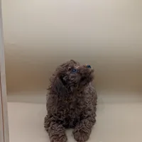 Olivia 🤍, a female Poodle - Miniature  for sale in Meta, MO – Photo 3 of 10