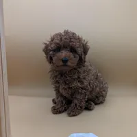 Olivia 🤍, a female Poodle - Miniature  for sale in Meta, MO – Photo 8 of 10