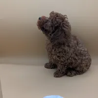 Olivia 🤍, a female Poodle - Miniature  for sale in Meta, MO – Photo 1 of 10