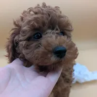 Olivia 🤍, a female Poodle - Miniature  for sale in Meta, MO – Photo 10 of 10