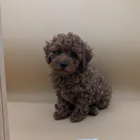 Olivia 🤍, a female Poodle - Miniature  for sale in Meta, MO – Photo 6 of 10