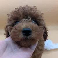 Olivia 🤍, a female Poodle - Miniature  for sale in Meta, MO – Photo 9 of 10