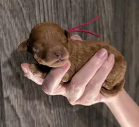 Raspberry 🩷, a female Poodle - Toy  for sale in Meta, MO – 10 of 10