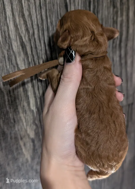 All Spice 🤎 – Poodle - Toy  puppy for sale in Meta, MO