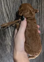 All Spice 🤎, a female Poodle - Toy  for sale in Meta, MO – 1 of 10