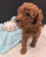 All Spice 🤎, a male Poodle - Toy  for sale in Meta, MO – 5 of 10