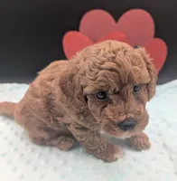 Snoopy 🖤, a male Poodle - Miniature  for sale in Meta, MO – 8 of 10