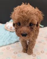 Green 🍏, a male Poodle - Toy  for sale in Meta, MO – 6 of 10