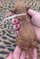 Sophia 🩷, a female Poodle - Miniature  for sale in Meta, MO – 2 of 10