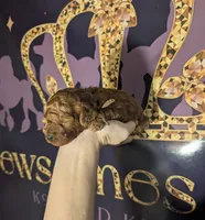 Woody 🤎, a male Poodle - Miniature  for sale in Meta, MO – 2 of 10